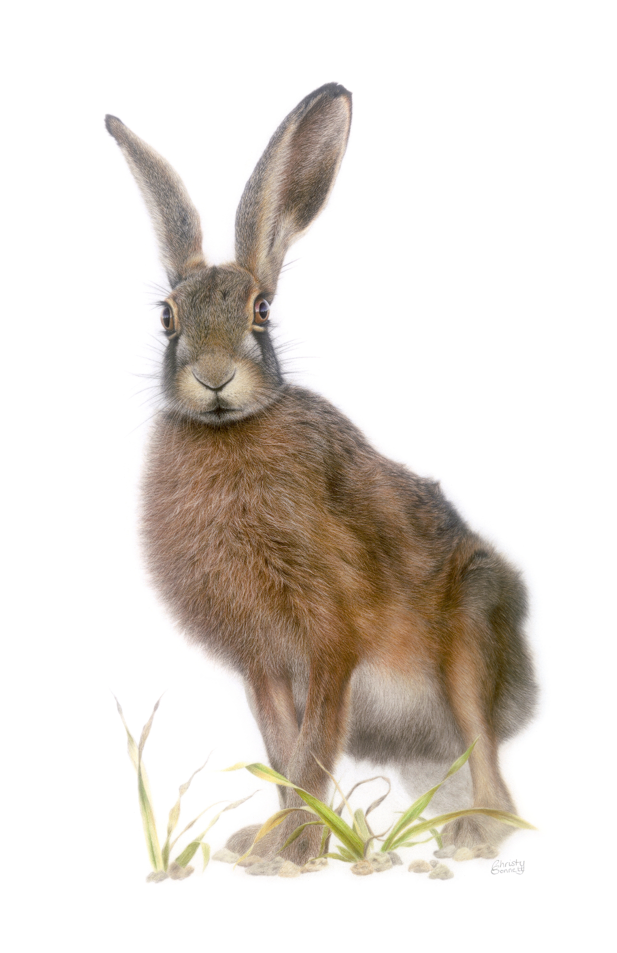 Brown Hare coloured pencil portrait by Christy Bonnett