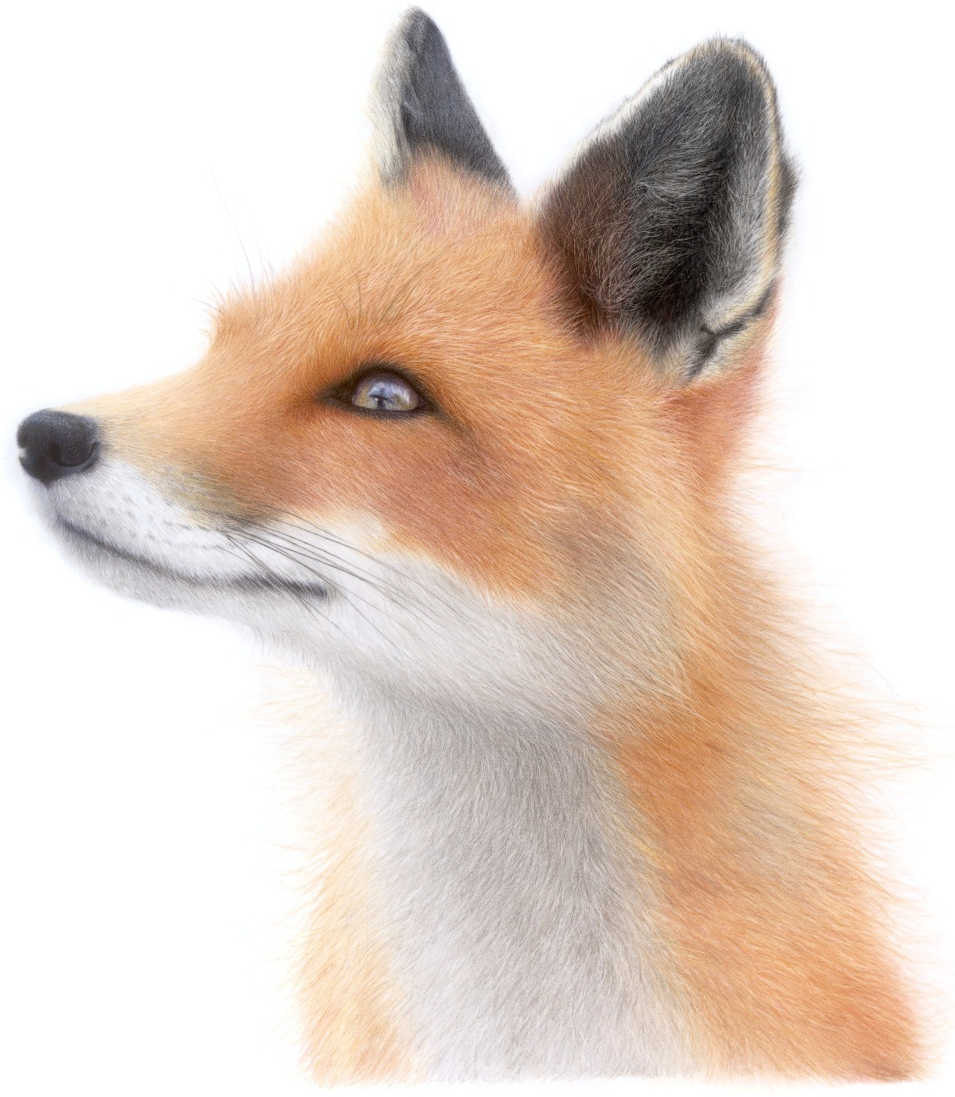 Fox coloured pencil portrait by Christy Bonnett