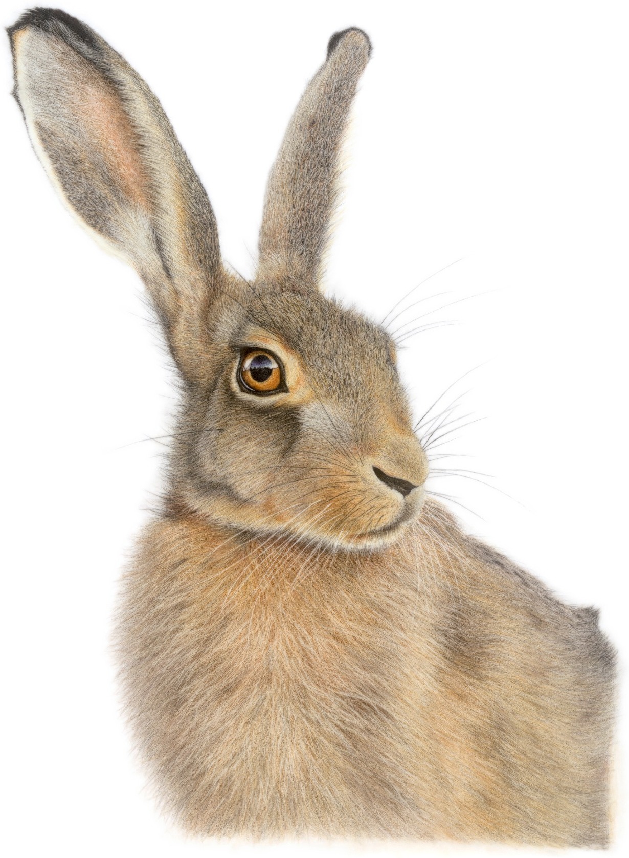 Brown Hare coloured pencil portrait by Christy Bonnett