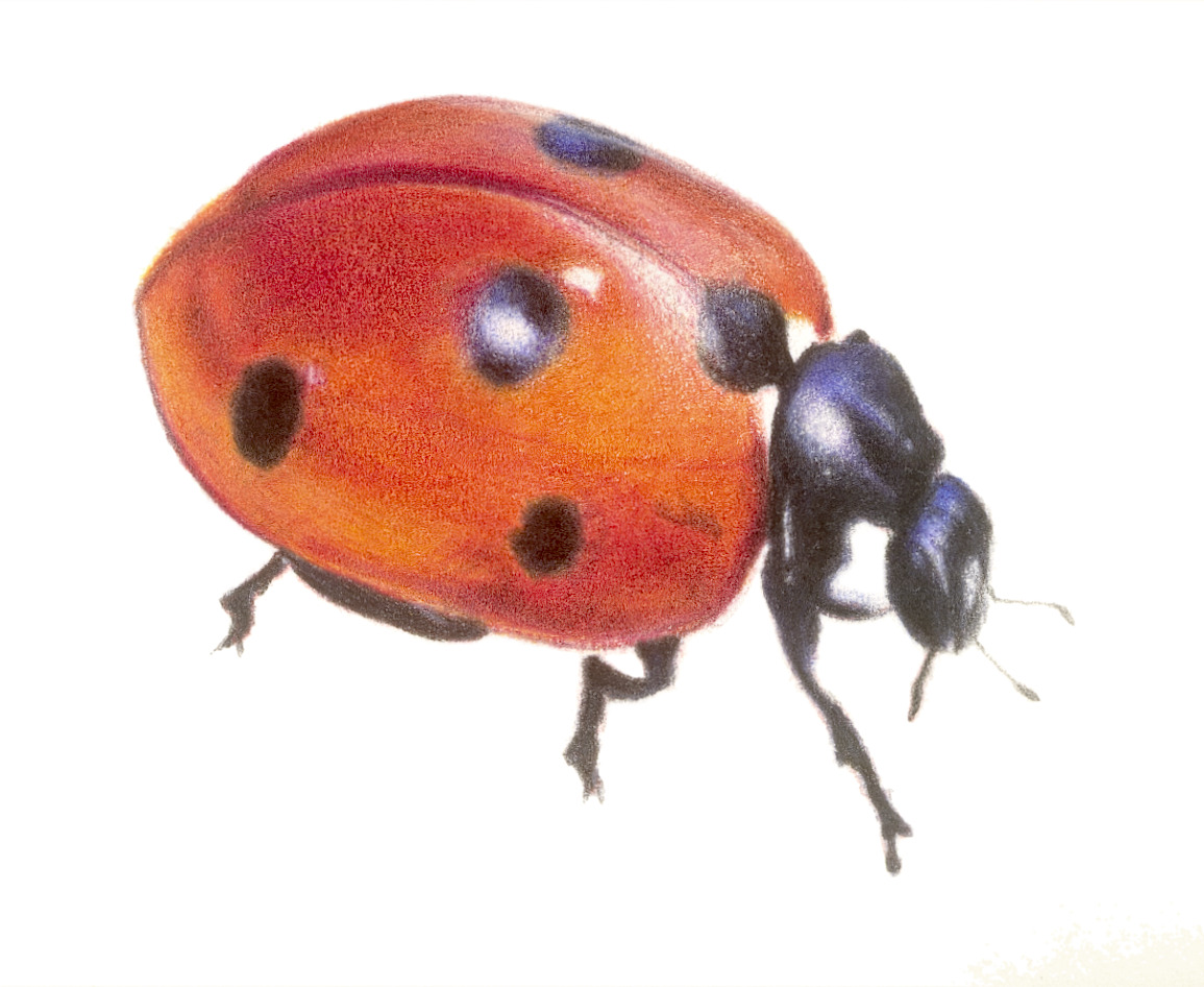 Ladybird coloured pencil portrait by Christy Bonnett