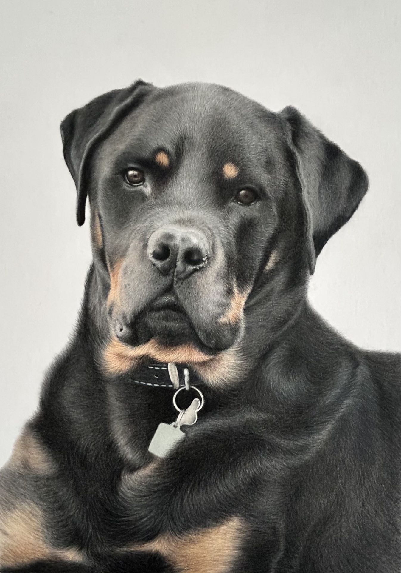 Rottweiler — private commission — coloured pencil portrait by Christy Bonnett