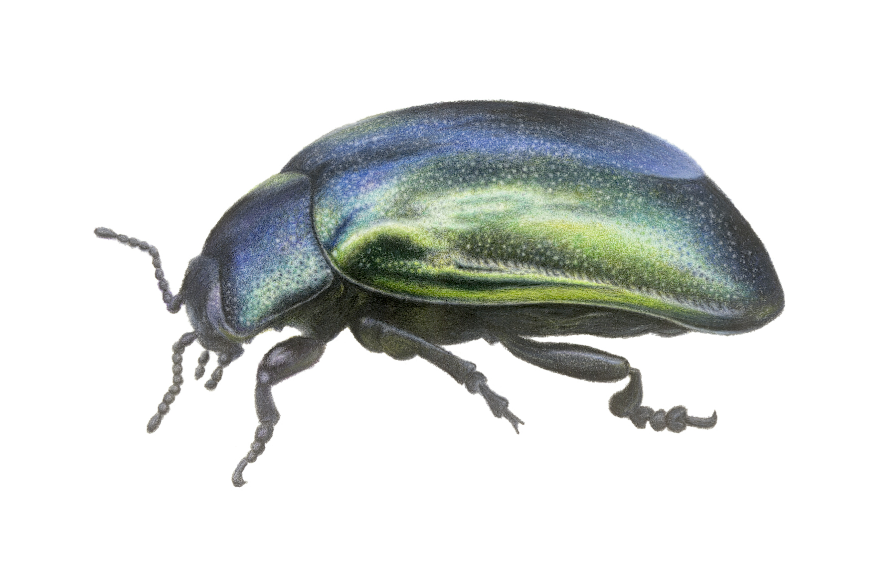 Beetle coloured pencil portrait by Christy Bonnett