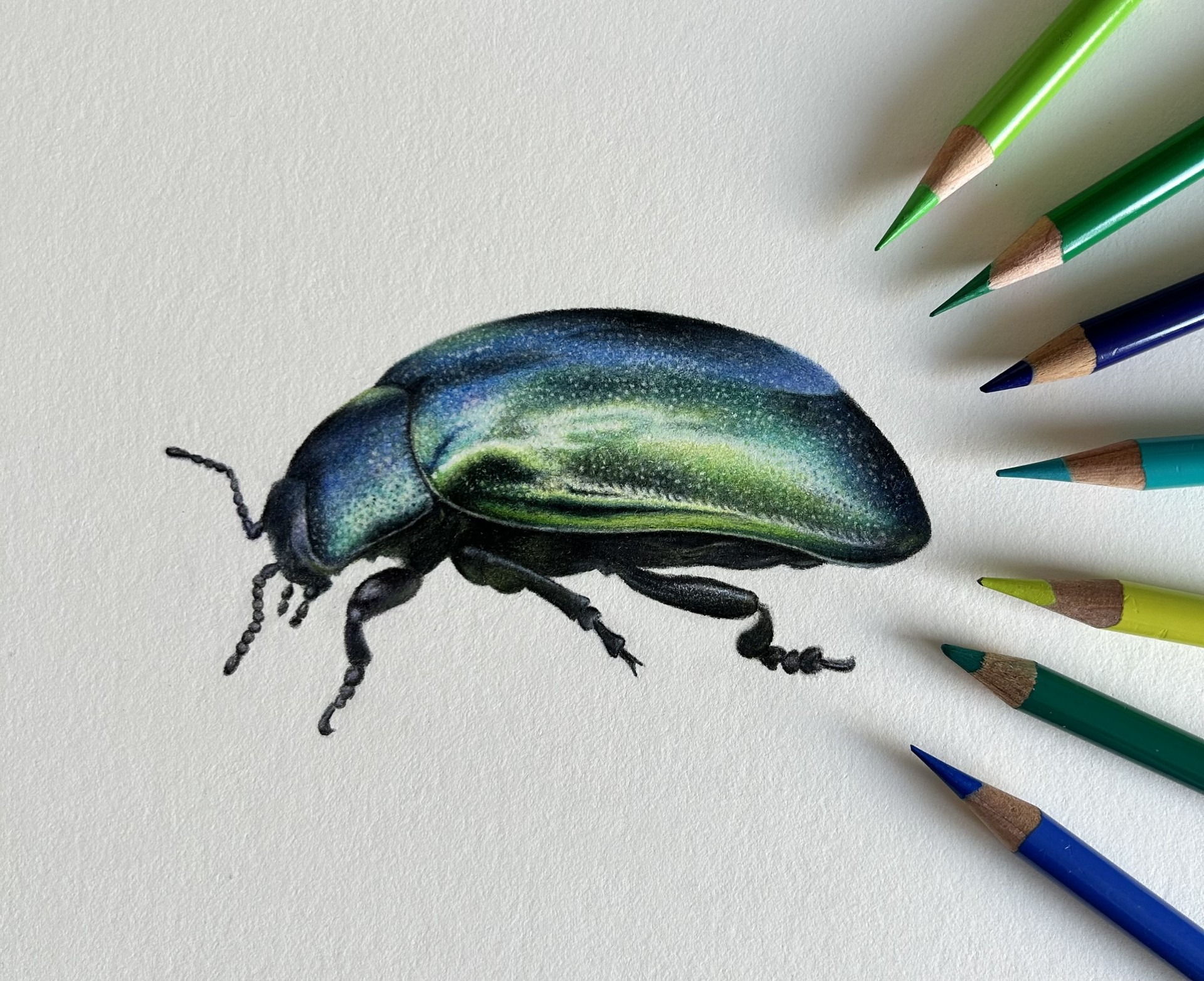 Coloured pencil drawing of an iridescent green beetle, with green and blue pencils, by Christy Bonnett