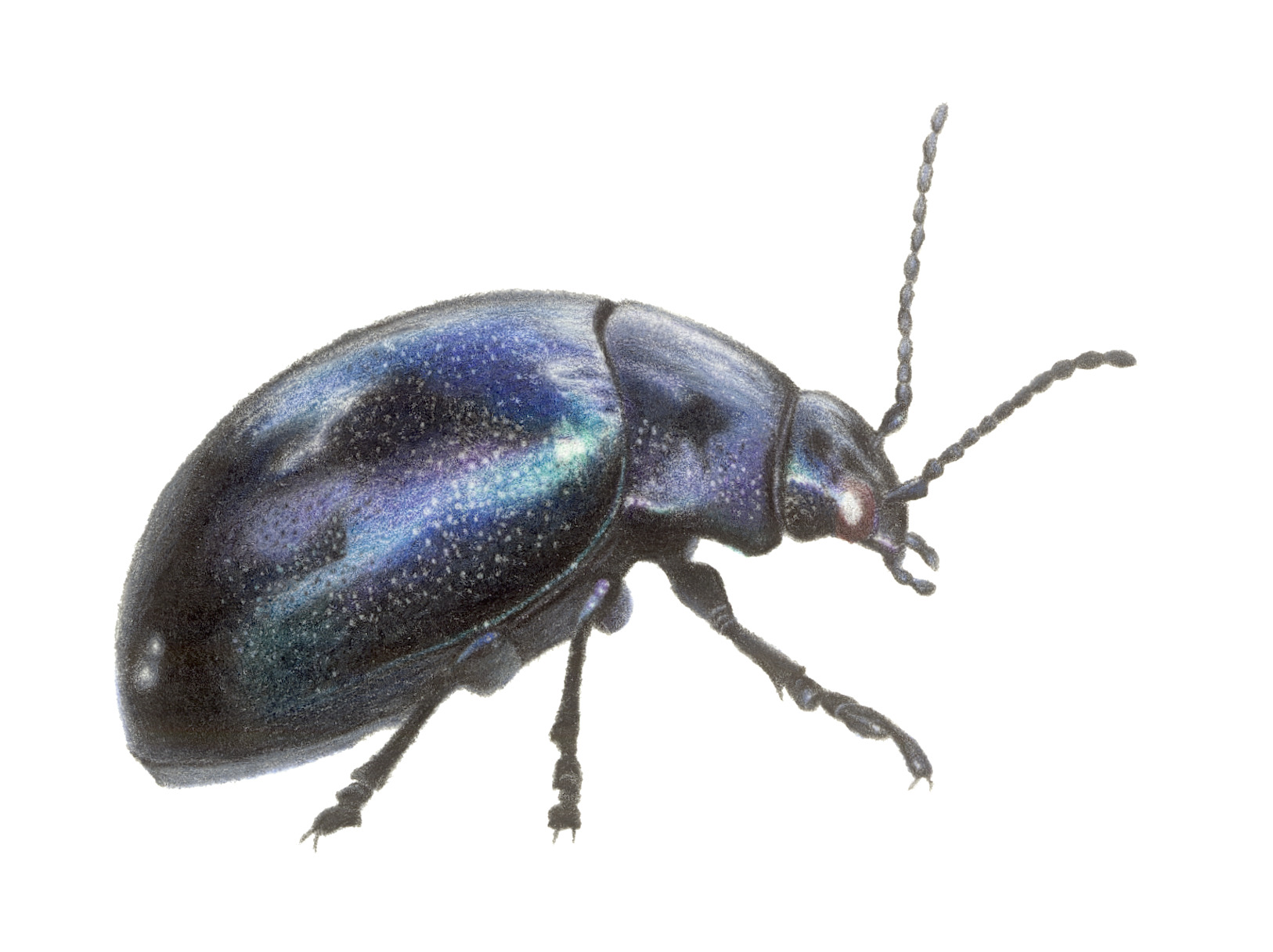 Beetle coloured pencil portrait by Christy Bonnett