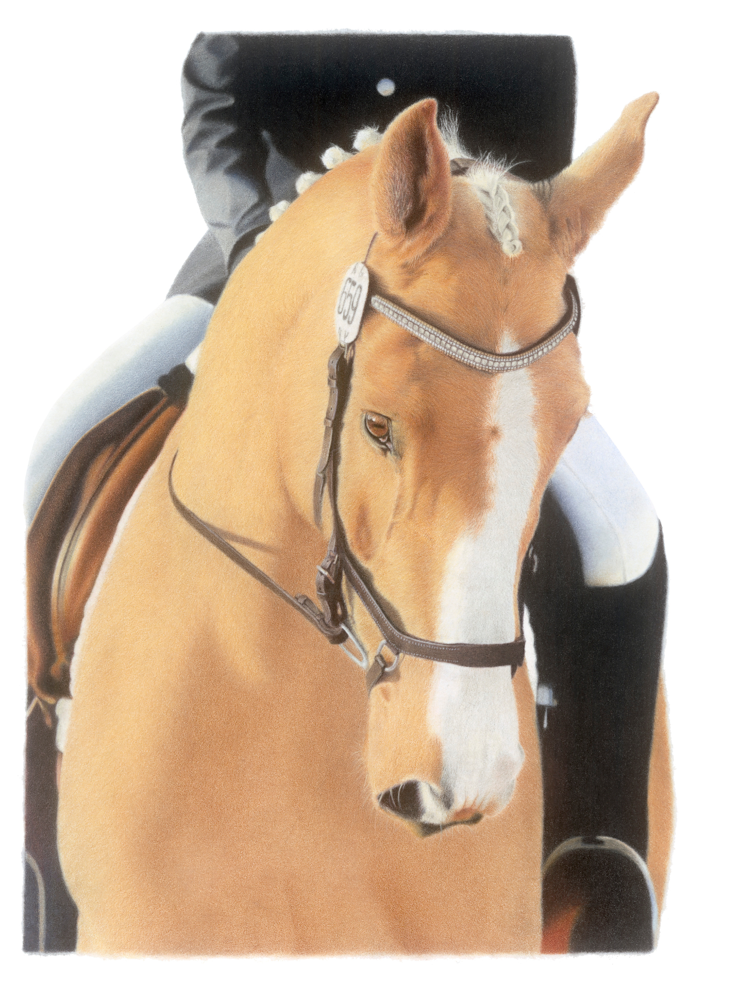 Horse coloured pencil portrait by Christy Bonnett