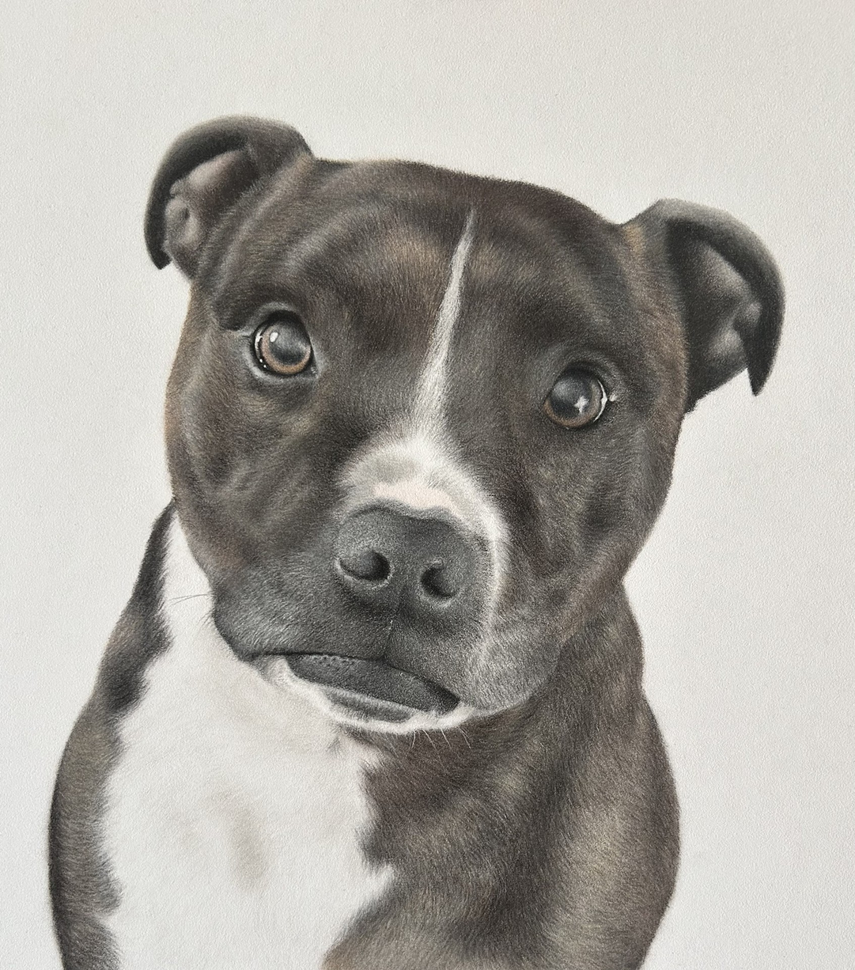 Staffordshire Bull Terrier — private commission — coloured pencil portrait by Christy Bonnett
