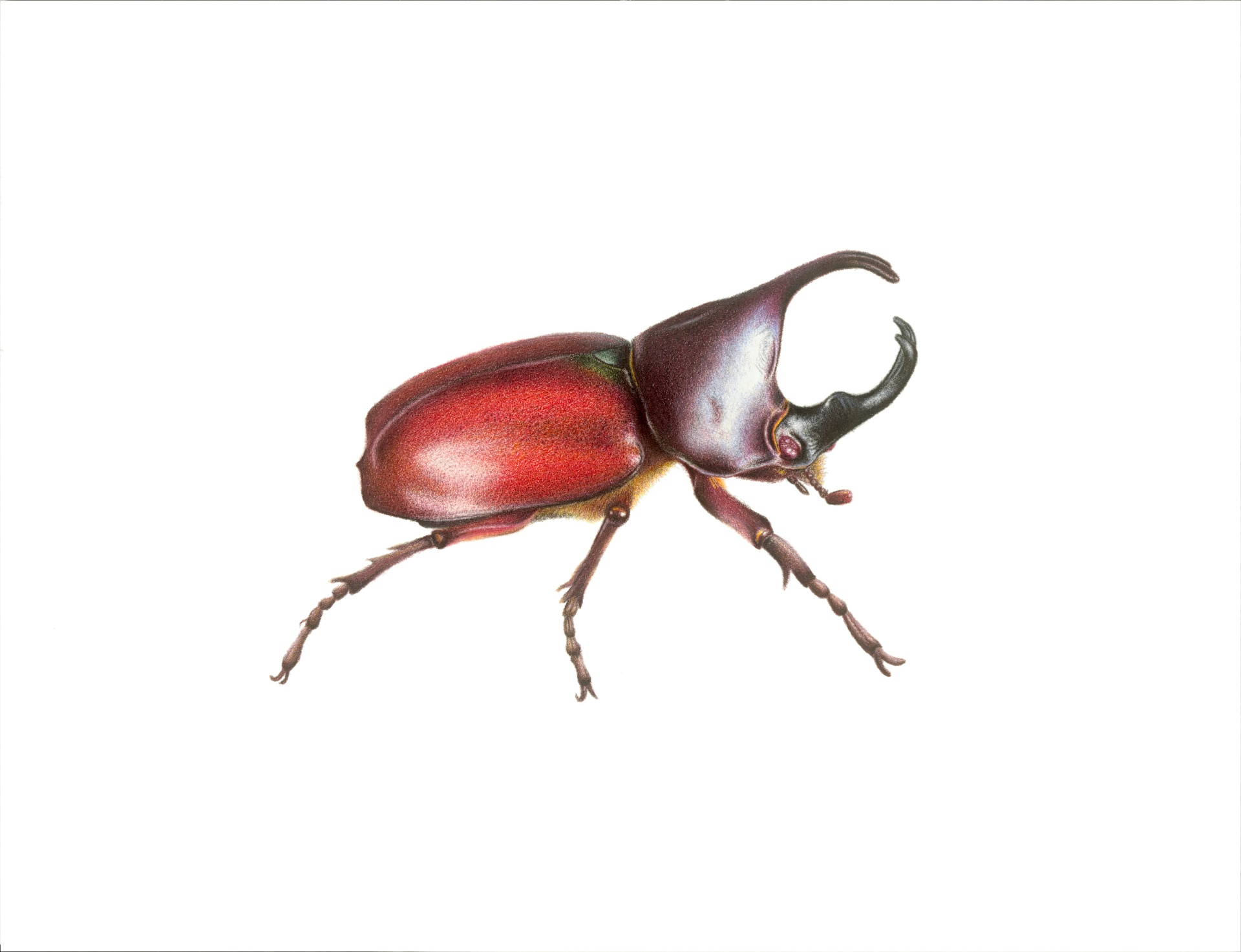RHINO BEETLE coloured pencil portrait by Christy Bonnett