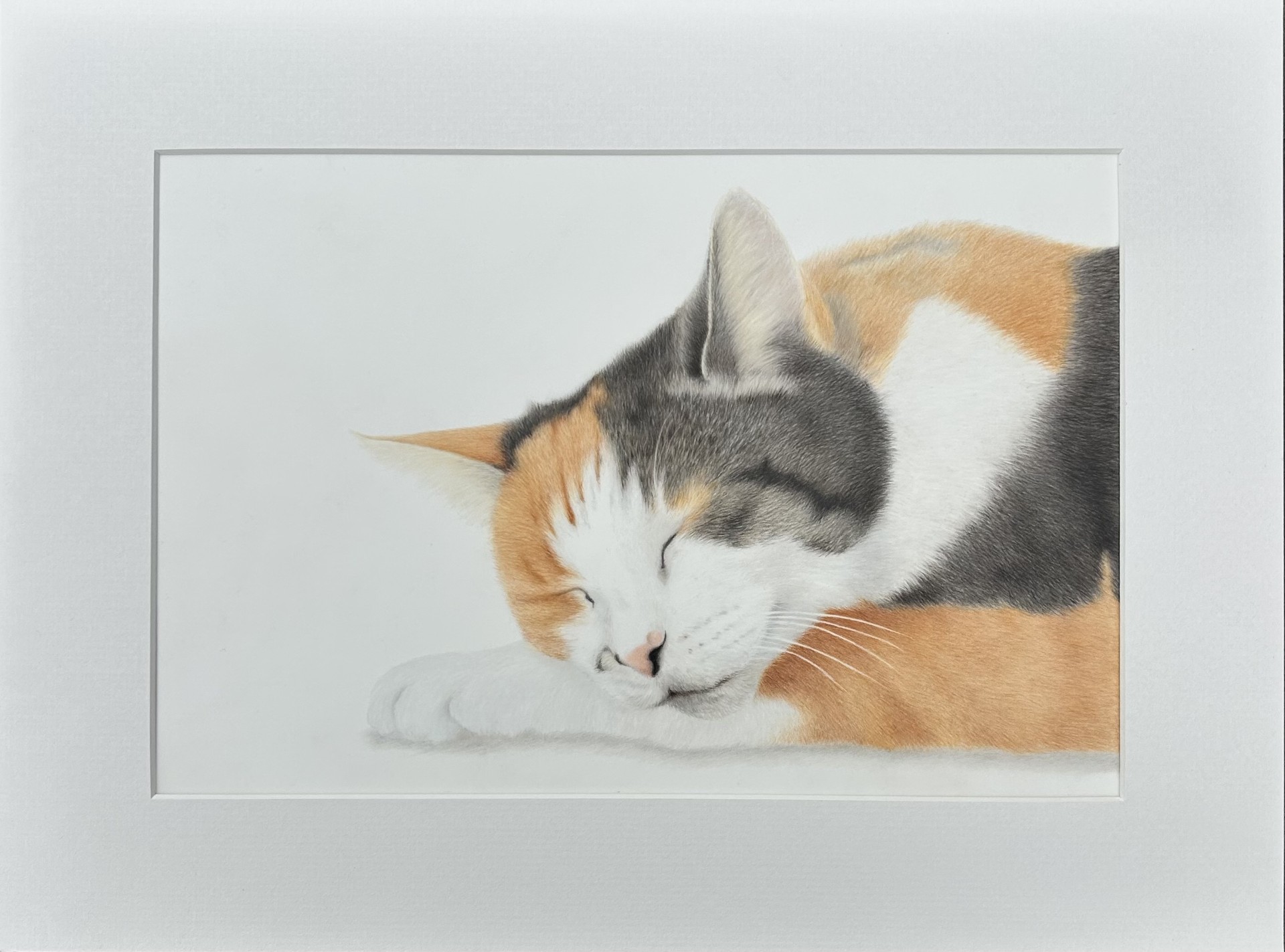  CAT — PRIVATE COMMISSION — coloured pencil portrait by Christy Bonnett
