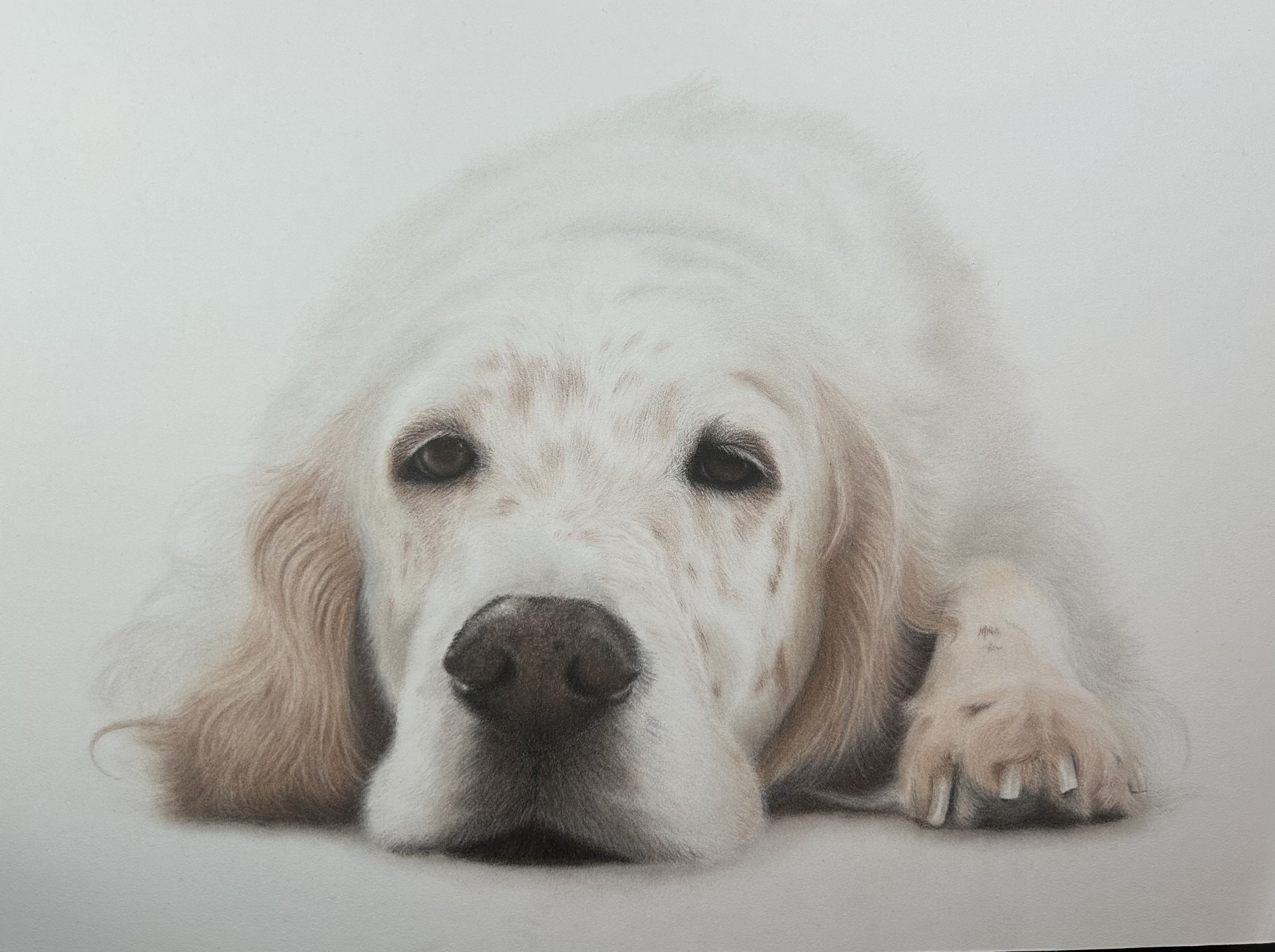 ENGLISH SETTER — PRIVATE COMMISSION — coloured pencil portrait by Christy Bonnett