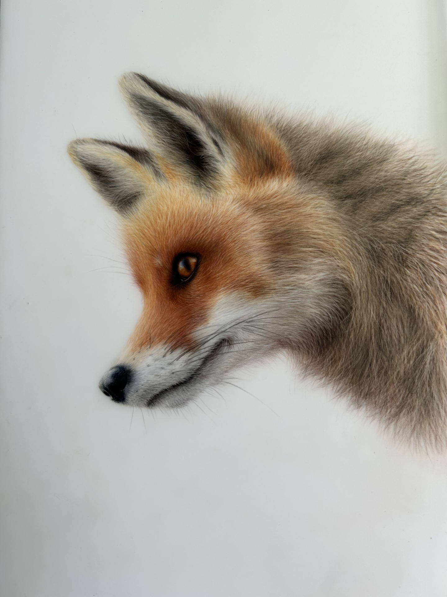 FOX — PRIVATE COMMISSION — coloured pencil portrait by Christy Bonnett