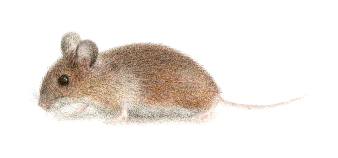 Mouse coloured pencil portrait by Christy Bonnett