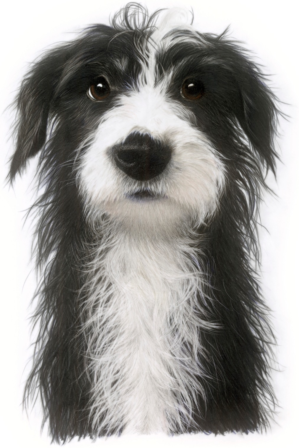 Dog coloured pencil portrait by Christy Bonnett